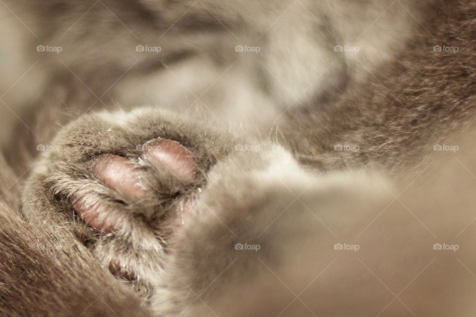 cat's paw