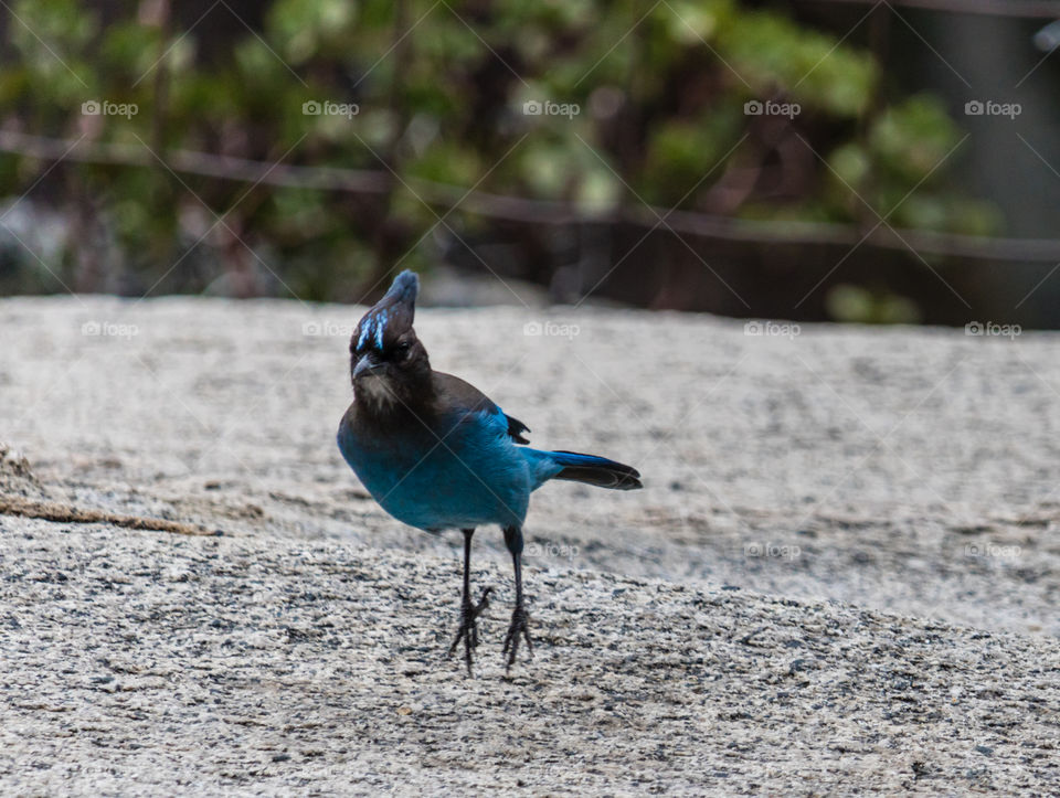 A stellar jay hooping around at Yosemite National Park