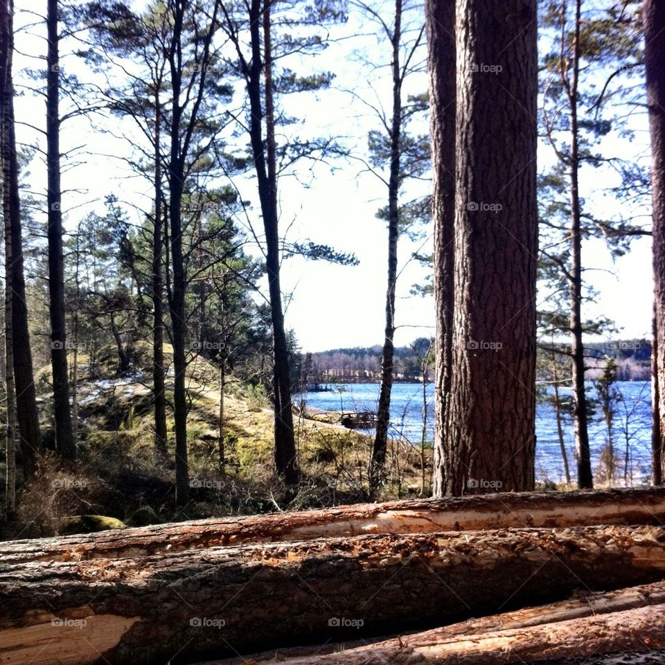 landscape sweden nature wood by krauseandersen