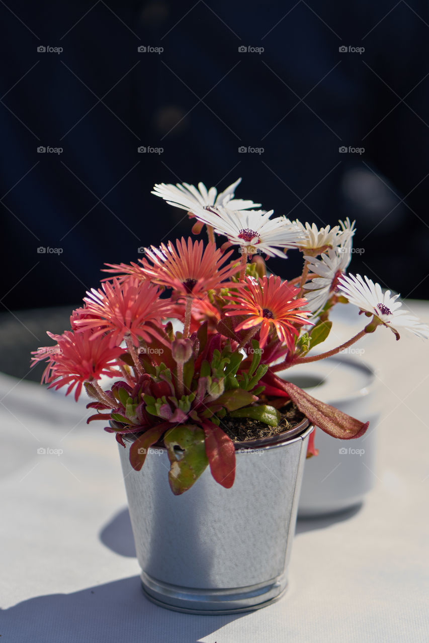 Pink plant in a silver pot