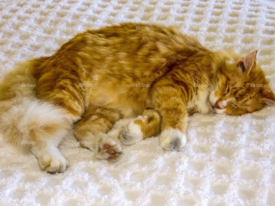 Sleeping orange tabby cat at Ernest Hemingway's Key West home