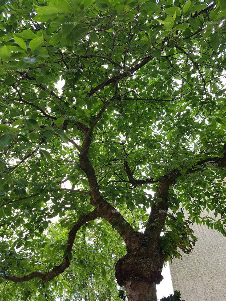 summer tree