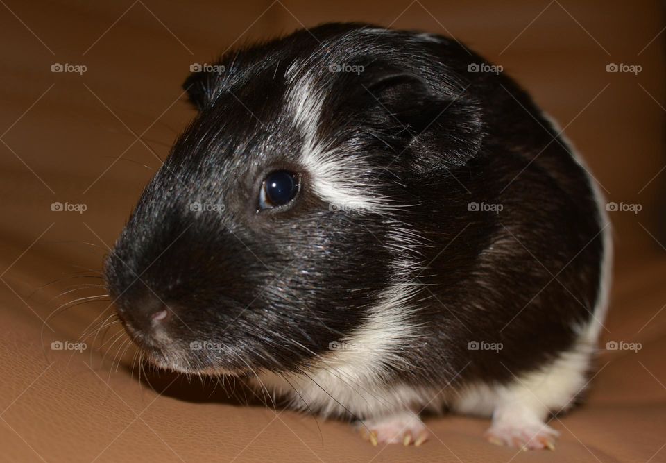 Guinea pig pet close up beautiful portrait