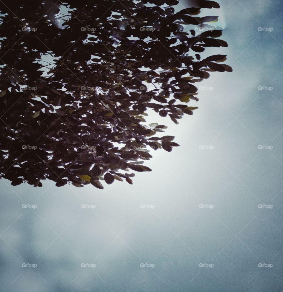 A mango branch and blue sky