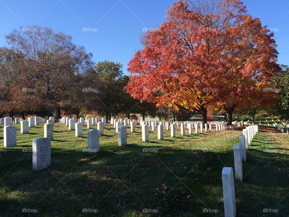 Arlington cemetery. Arlington cemetery with fall foliage