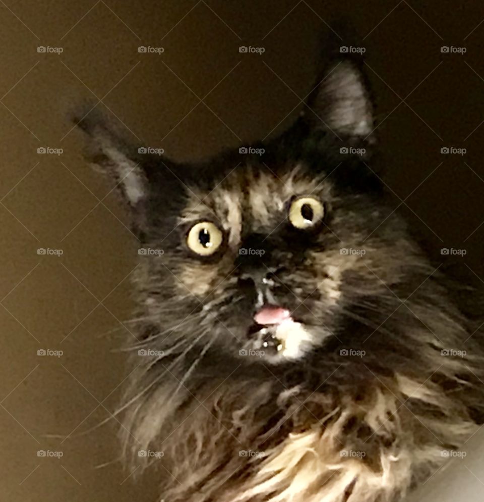 This is Miss Artesia, I have no words for this one....