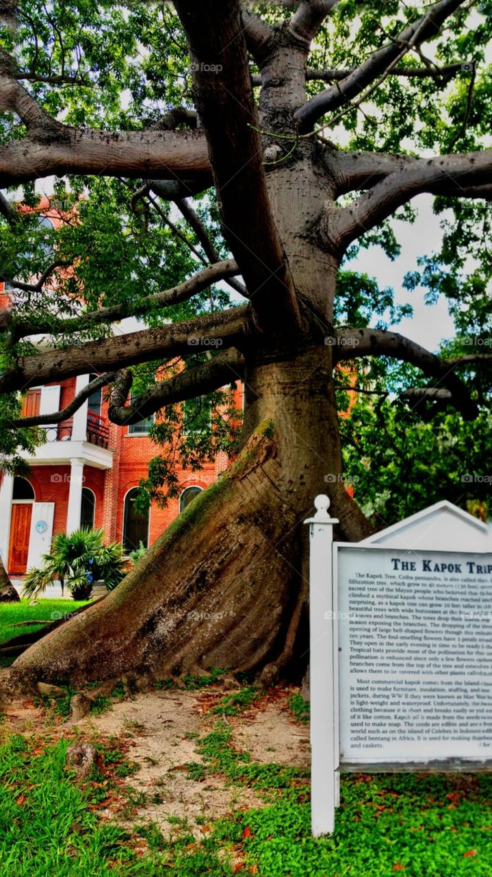 Historic Kapok tree Key West
