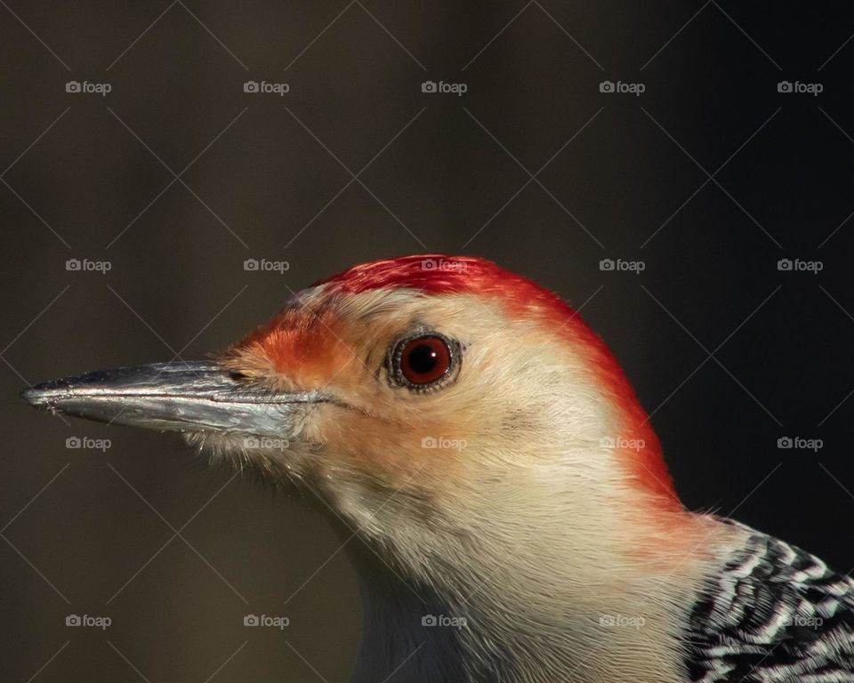 Red Eyed and Red Bellied, Woodpecker