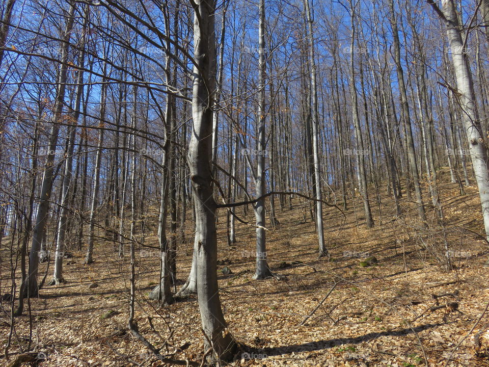 Mauntain Bukovik Serbia Forest before leafing in spring