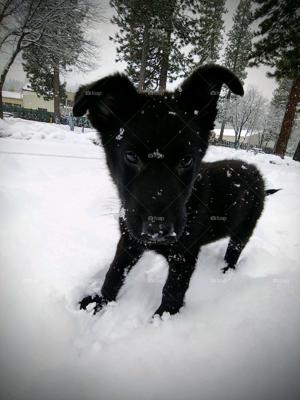 Our new member of the family!!! our little black German Sheppard playing in the snow for first time!!!