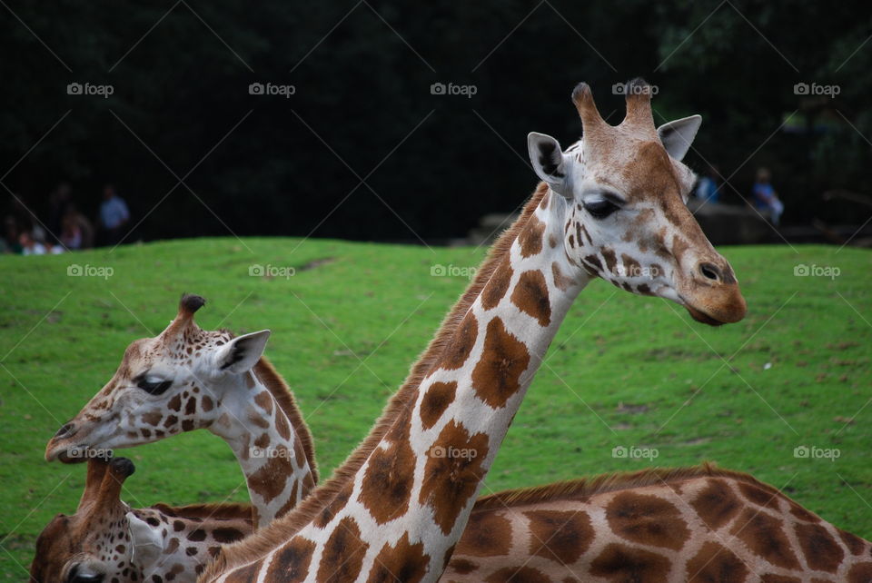 Two giraffes