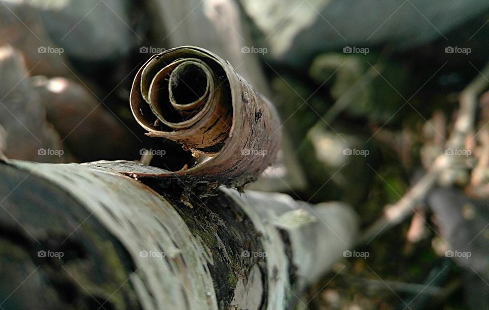 Close-up of tree bark