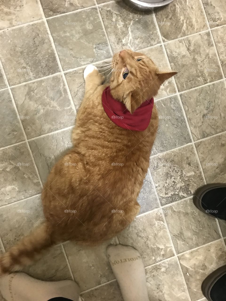 Cat wearing a funny red scarf