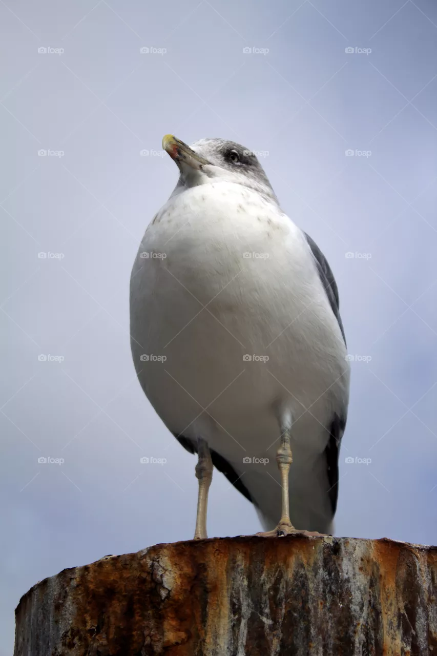 Sragull on the pier
