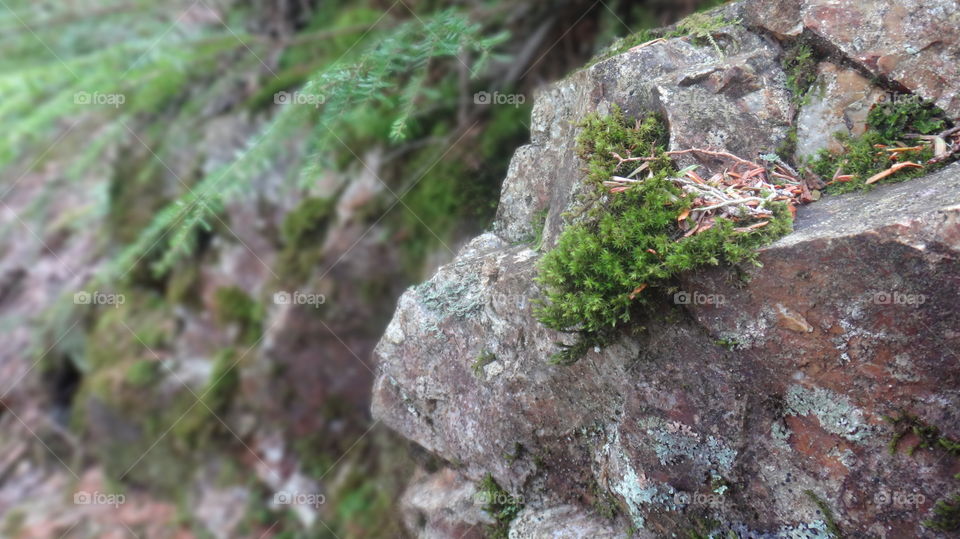 moss on  stone
