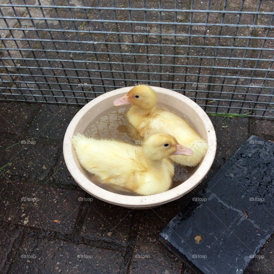 Cutest little ducklings having a wash in a bowl :)