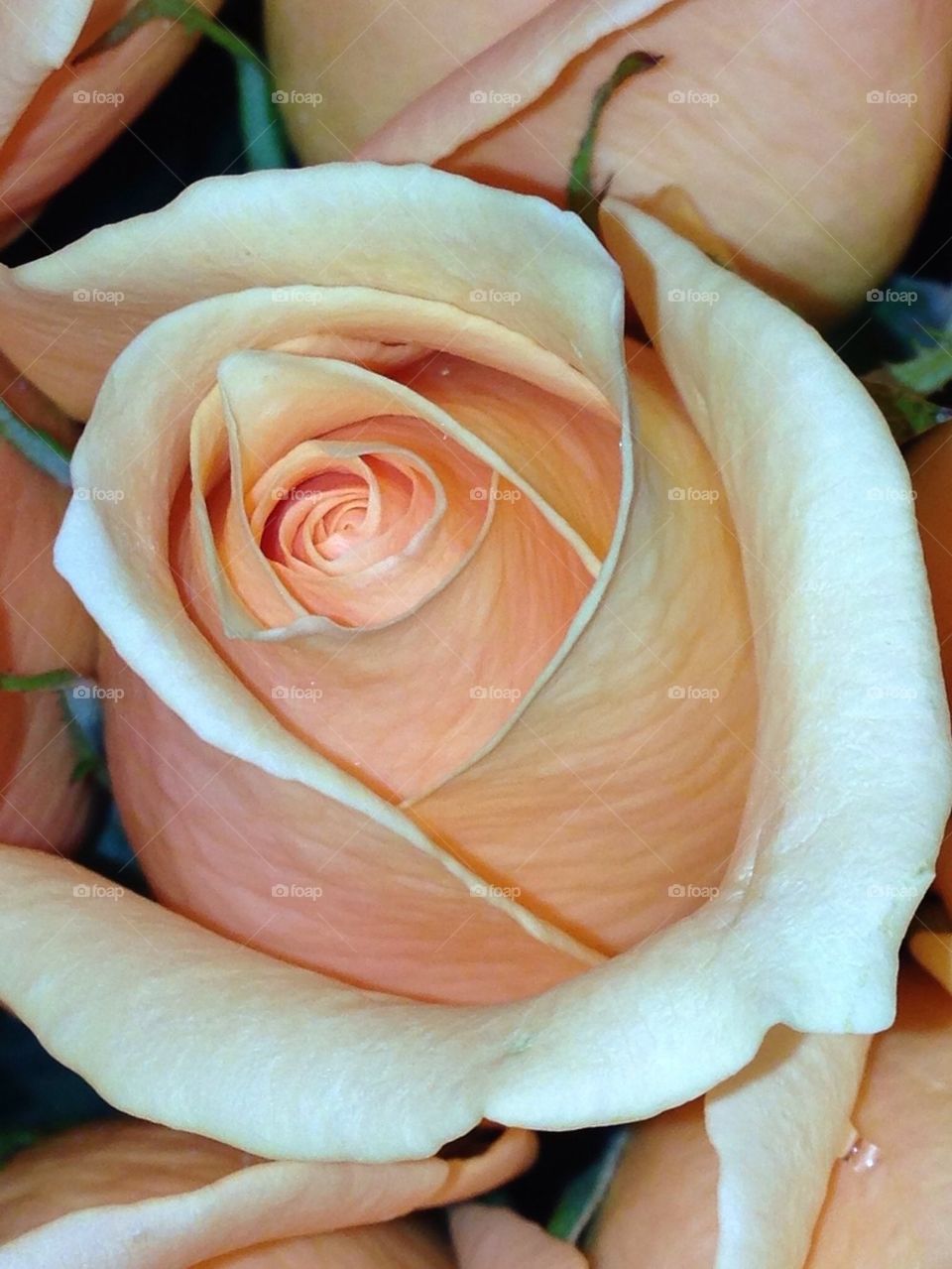 Beautiful Rosé