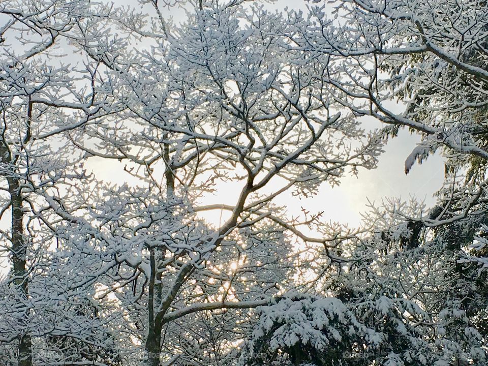 Sun after a fresh snow 