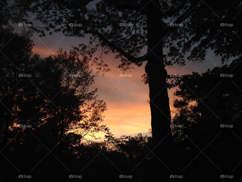 Colorful sunset through the trees 