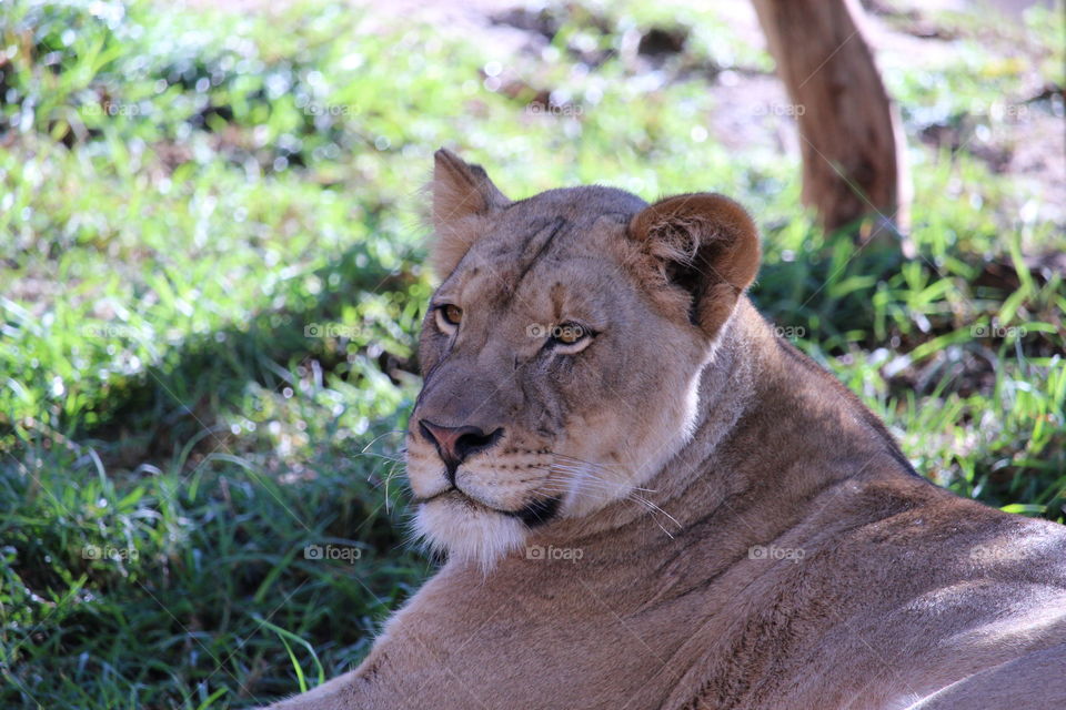 Close-up of lion lying on grass