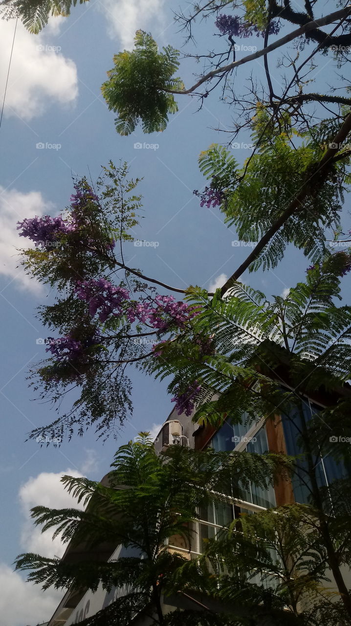 PFLANZEN UMWELT ÖKOLOGIE BLÄTTER ÄSTE BAUM