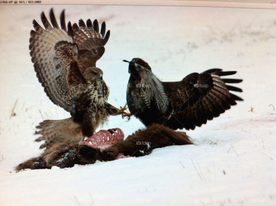 Buzzards fighting in the snow