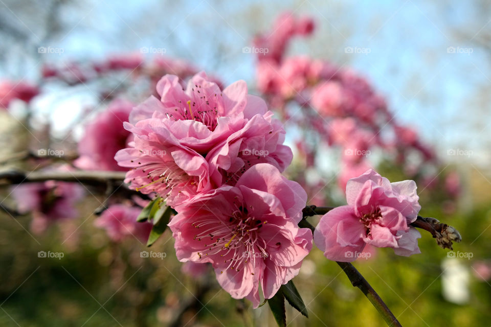 Cherry flowers 