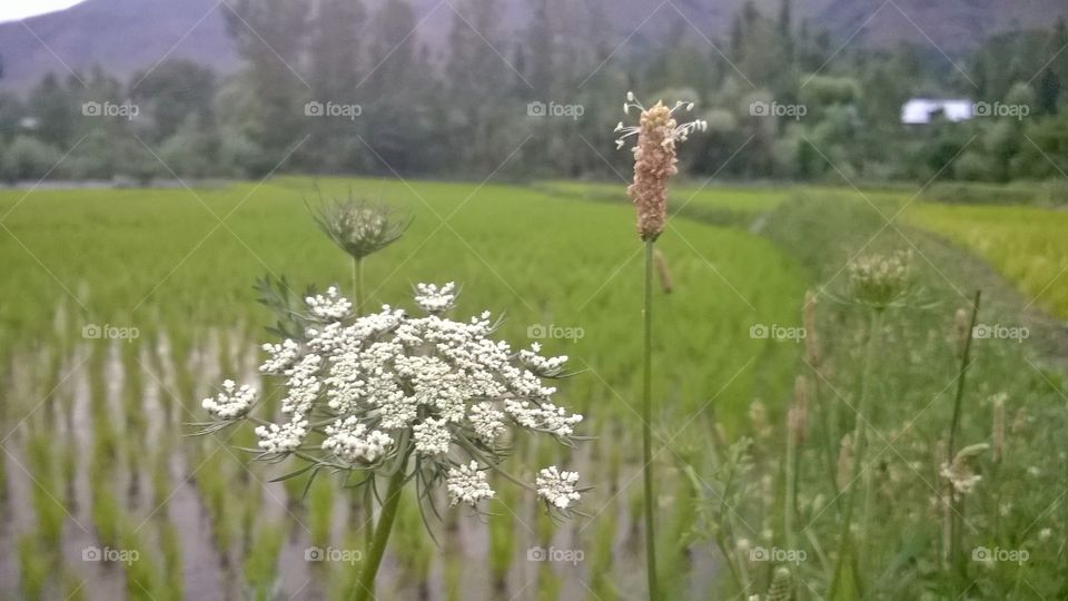 flowers