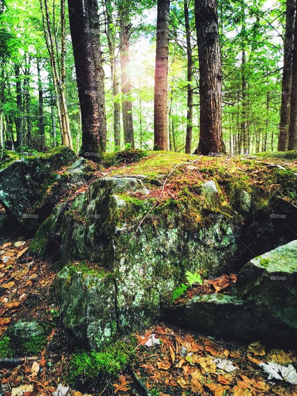 a summer's walk in the woods