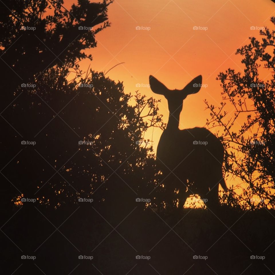 Buck and tree silhouette infront of orange sunset