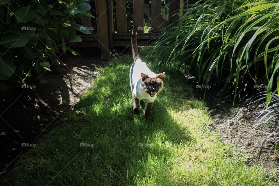 Looking for affection while describing her adventures 