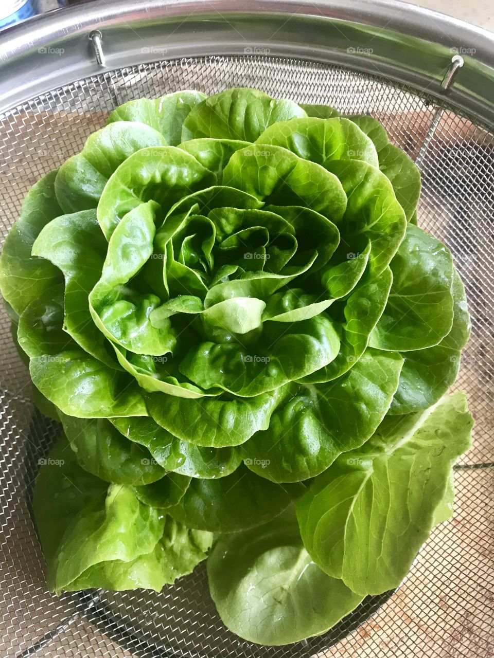 Butter lettuce