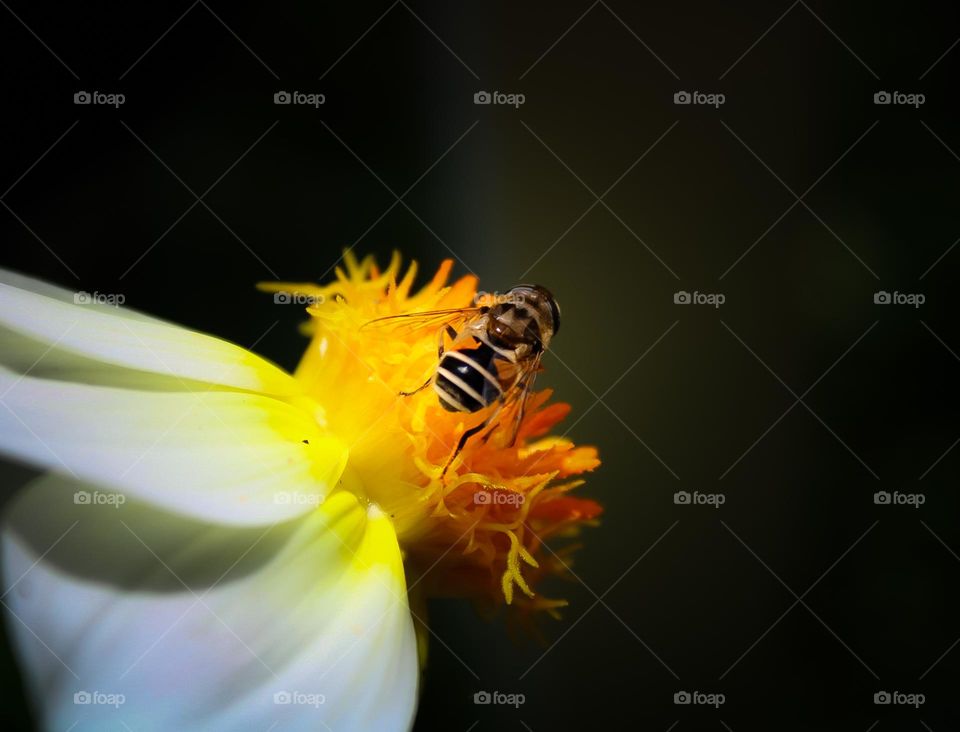 Bee