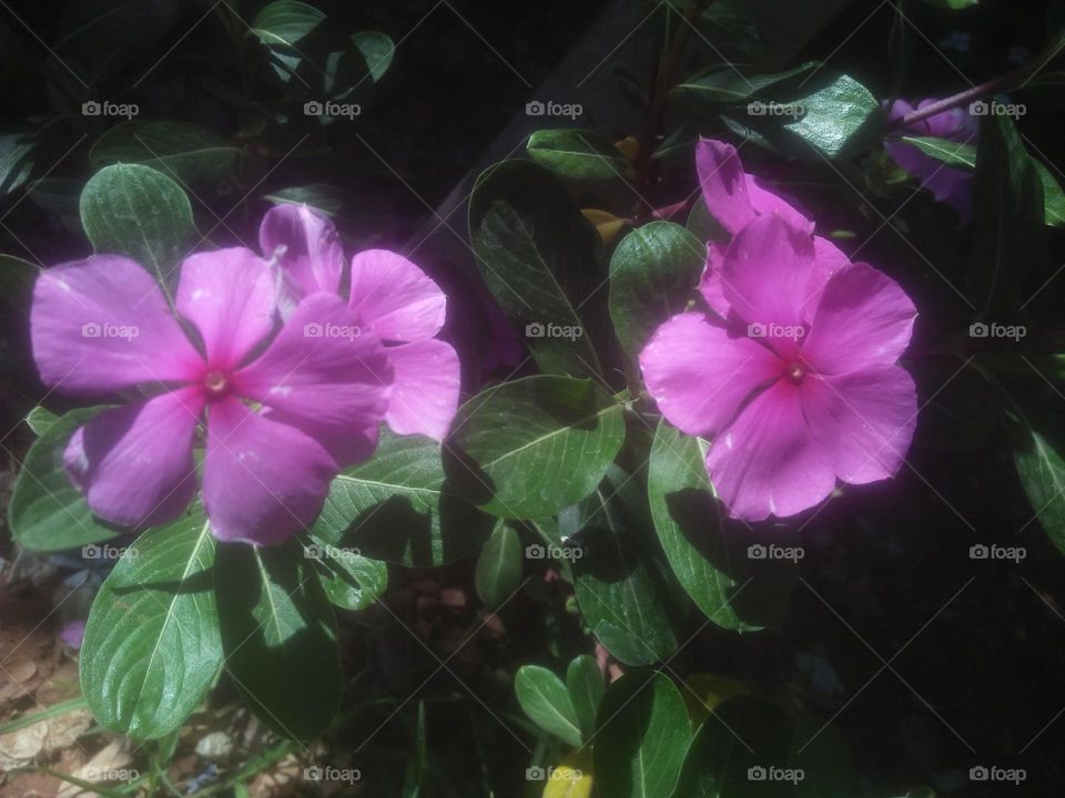 Beautiful flowers in the garden