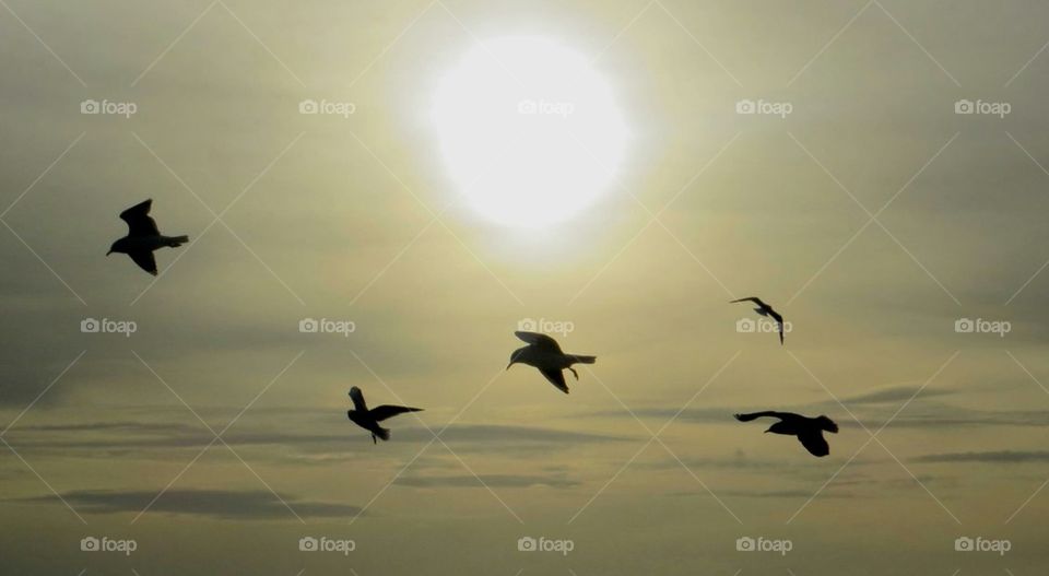 birds in sunset