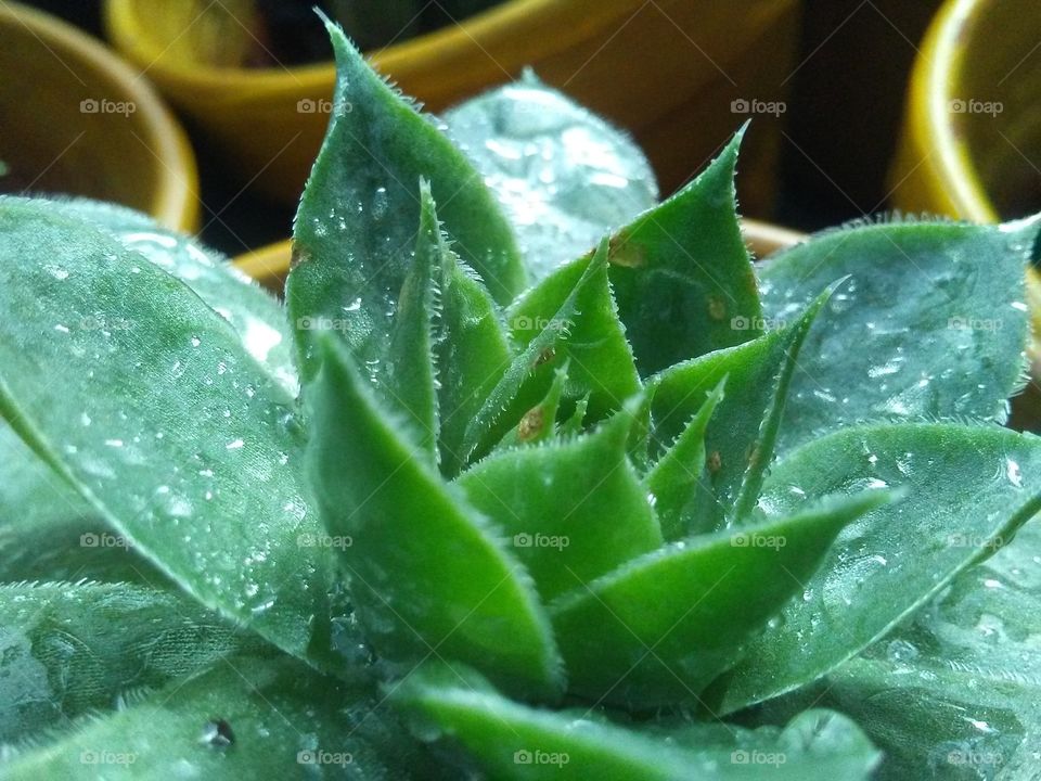 Succulent green hen & chicks