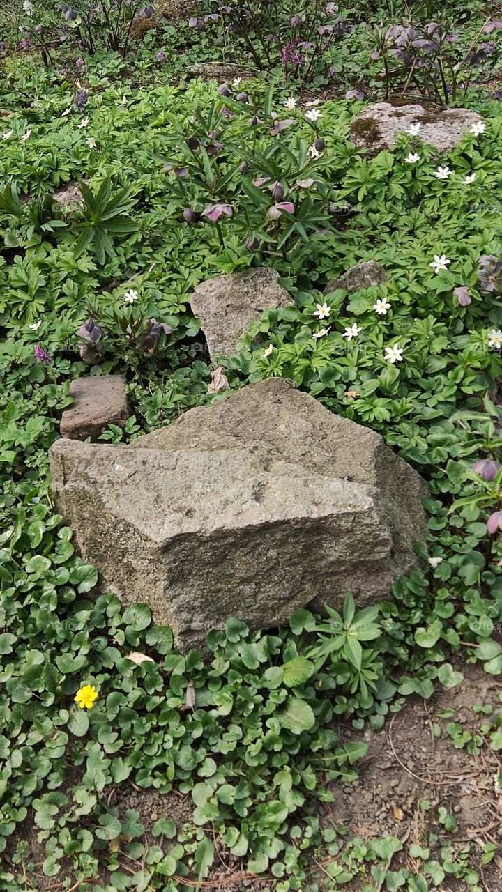 Rocks and flowers