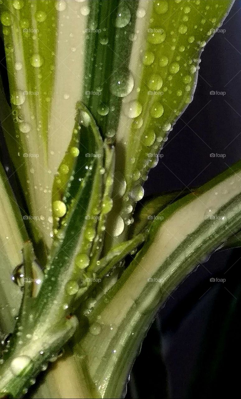 Plant#green#shadows#drops#water#macro#nature