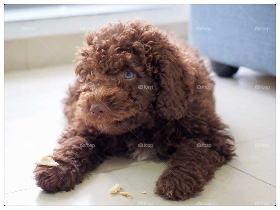 Spanish Water Dog Puppy 