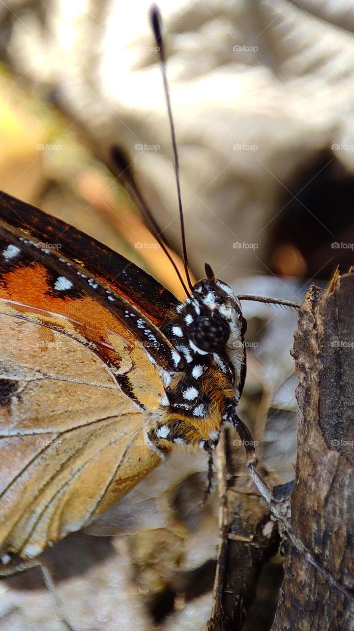 butterfly - orange colour butterfly with black lines and white dots