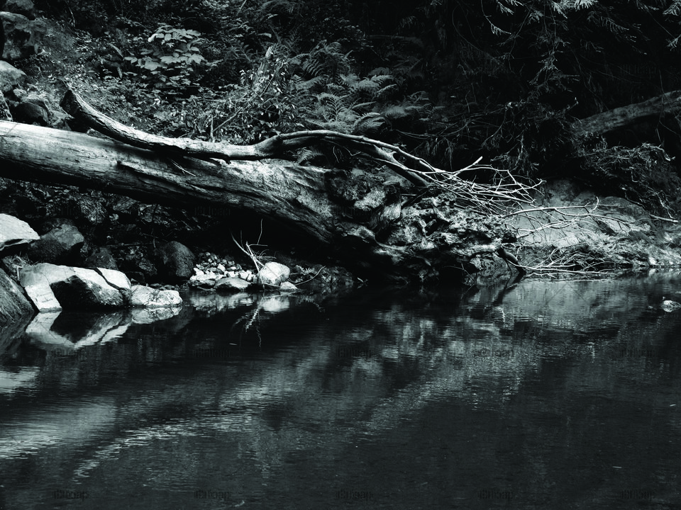 Samuel P Taylor VIII