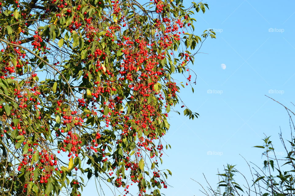 Red color story