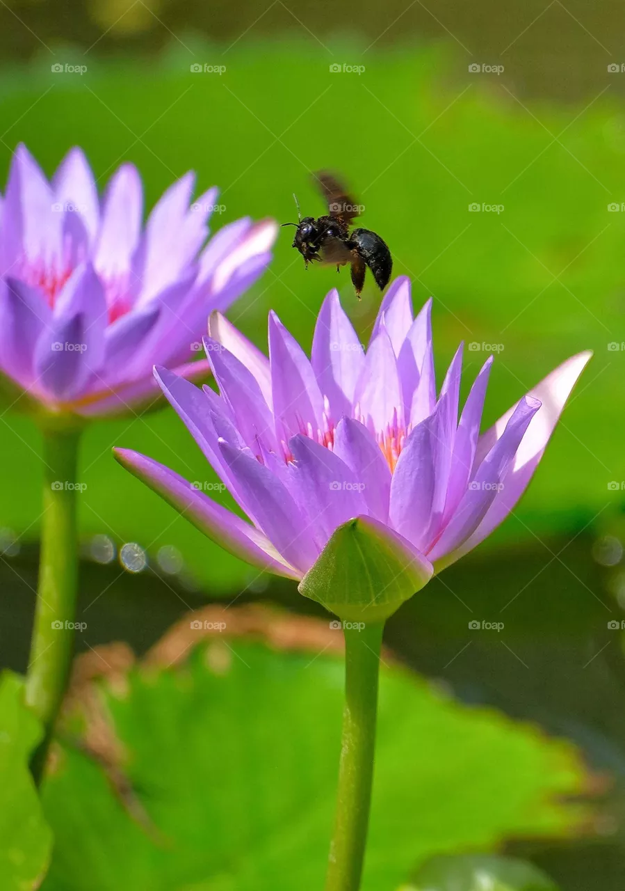 black bee