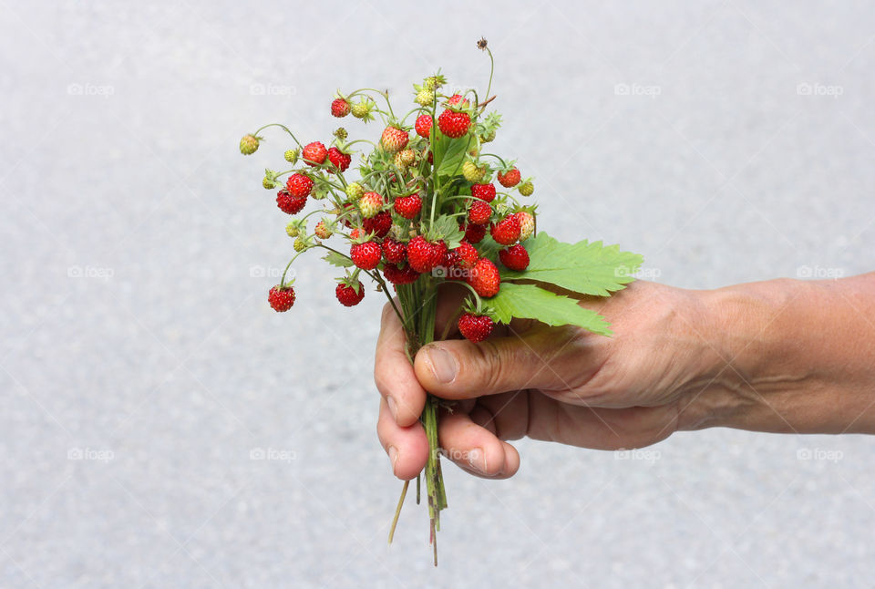 Holding wild strawberries