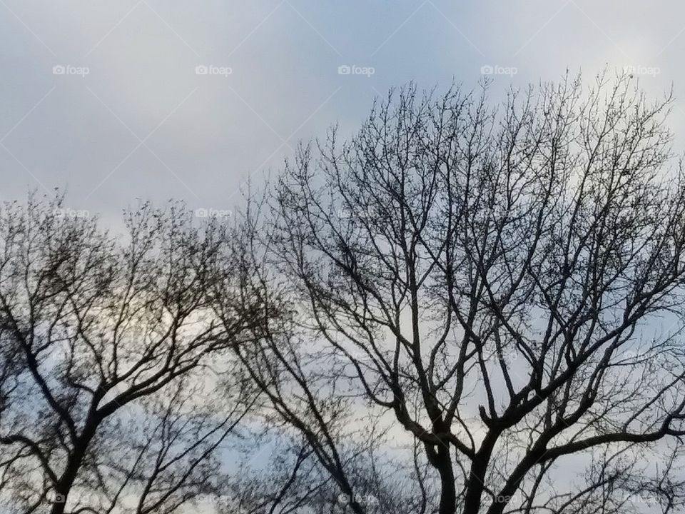 trees and a cloudy sky