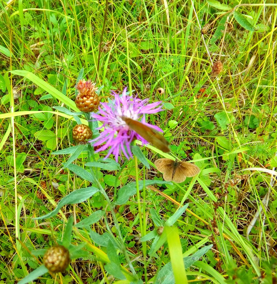 butterfly on the field colors