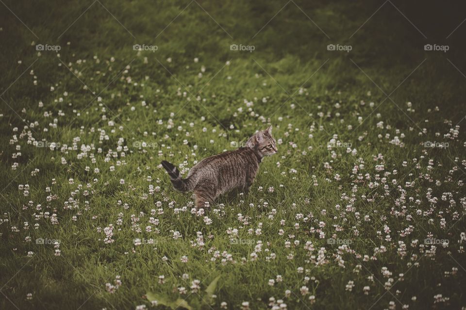 A cute fluffy cat