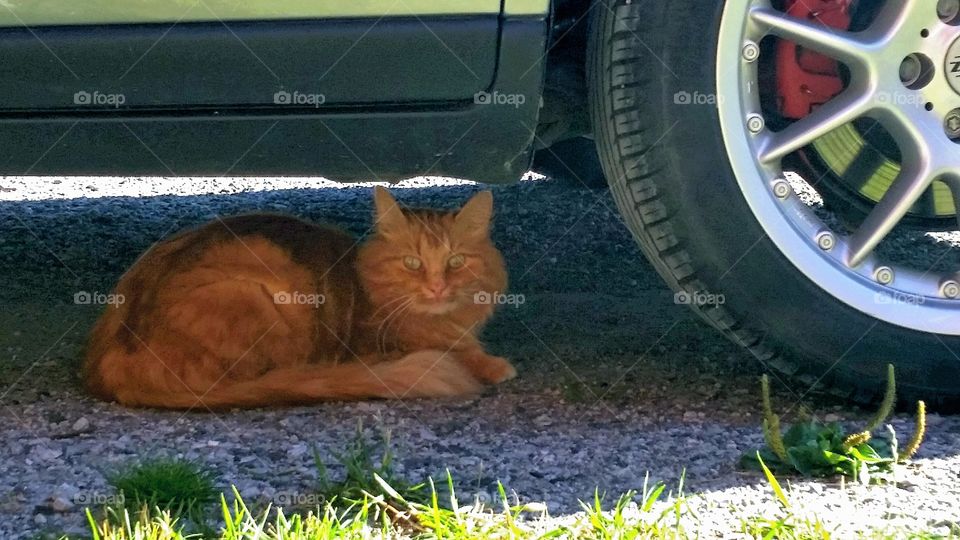 Cooling down! . Cooling down under my car!