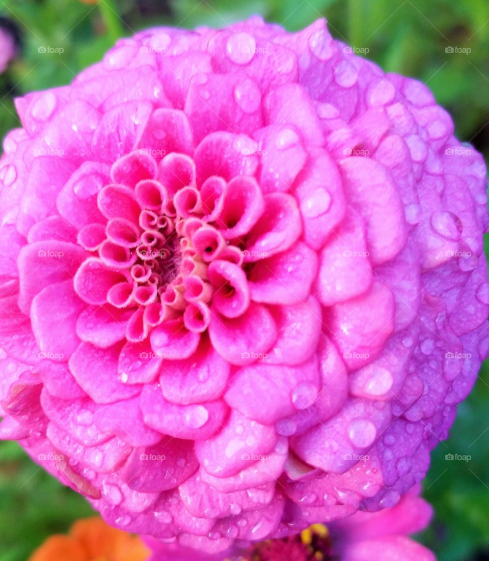 pink zinna close up