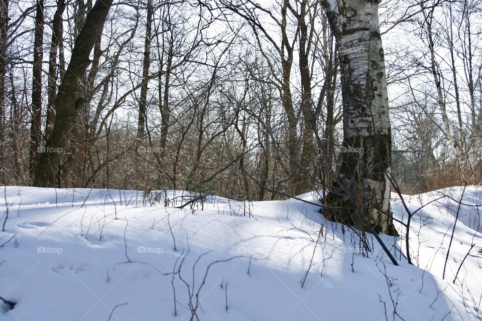 Winter Landscape 